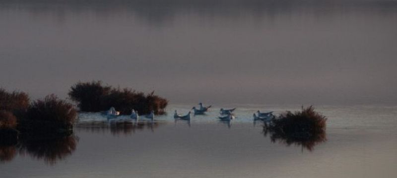 Μοναδικής ομορφιάς στιγμιότυπα από τη λιμνοθάλασσα στο Μεσολόγγι (εικόνες)