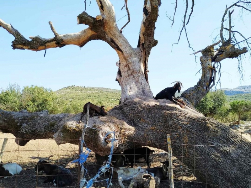 Κουδούνια  και Κουδουνάδες…