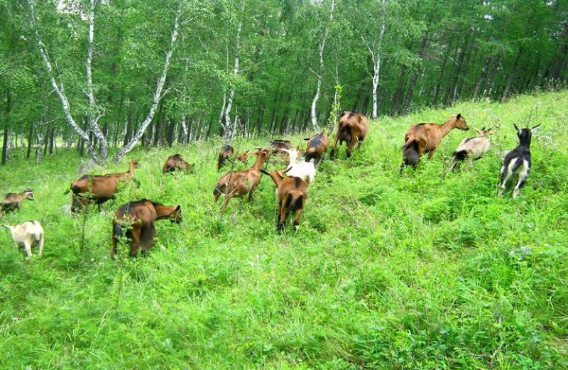 Μέτρα στήριξης για την ελληνική κτηνοτροφία