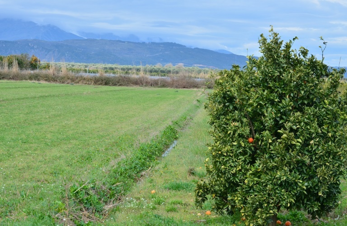 Ομάδες Παραγωγών: 4η παράταση για αιτήματα πληρωμής