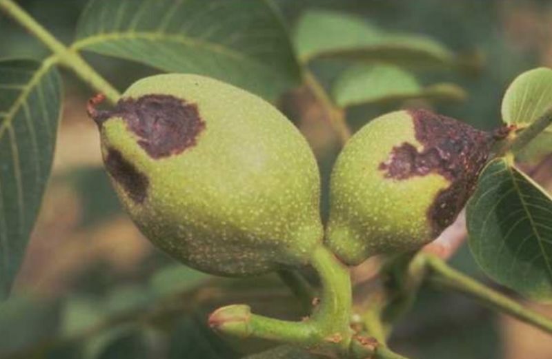 Βακτηρίωση και Ανθράκωση στην Καρυδιά