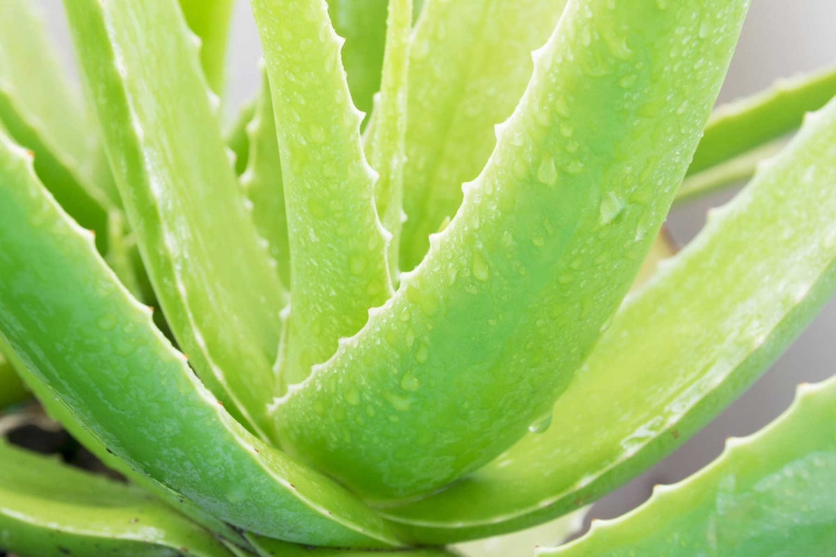 Αλόη: Τα οφέλη και οι θεραπευτικές ιδιότητες που έχει