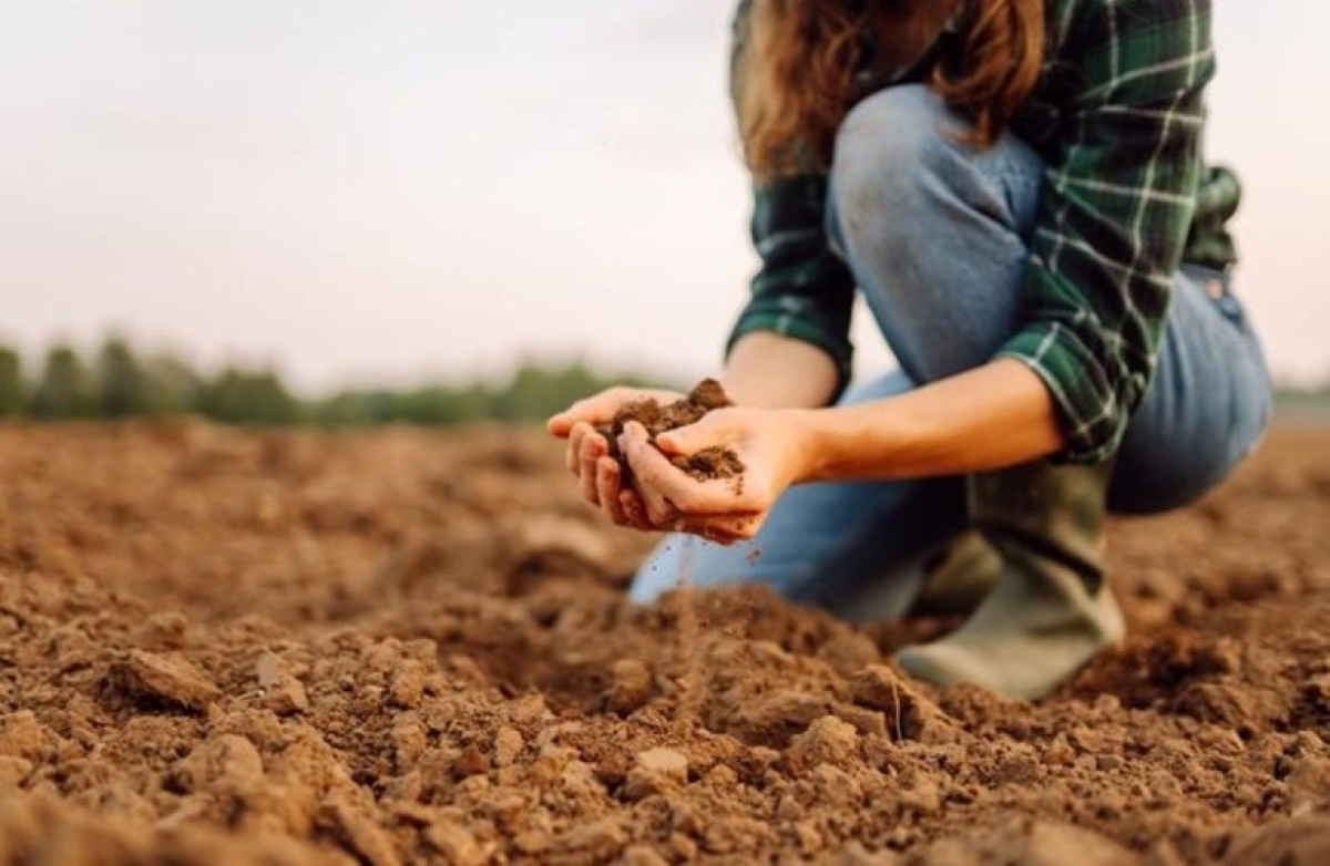 Συμβουλευτικές Υπηρεσίες: η νέα κατανομή ανά είδος και Περιφέρεια
