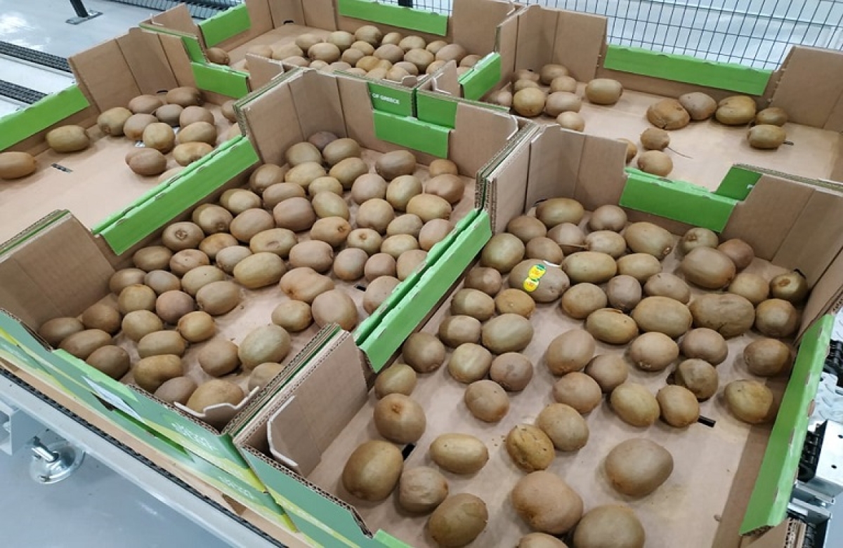 "Πληγή για το ακτινίδιο το ενεργειακό κόστος"