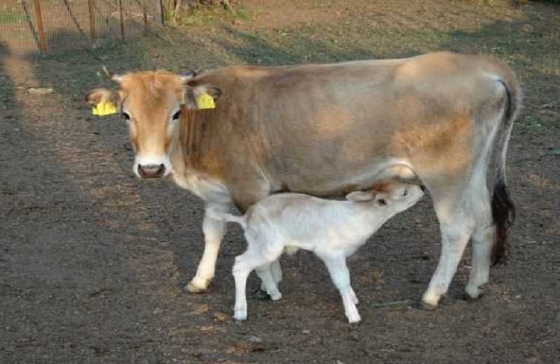 Αναγκαία μέτρα για τη στήριξη της ελληνικής κτηνοτροφίας