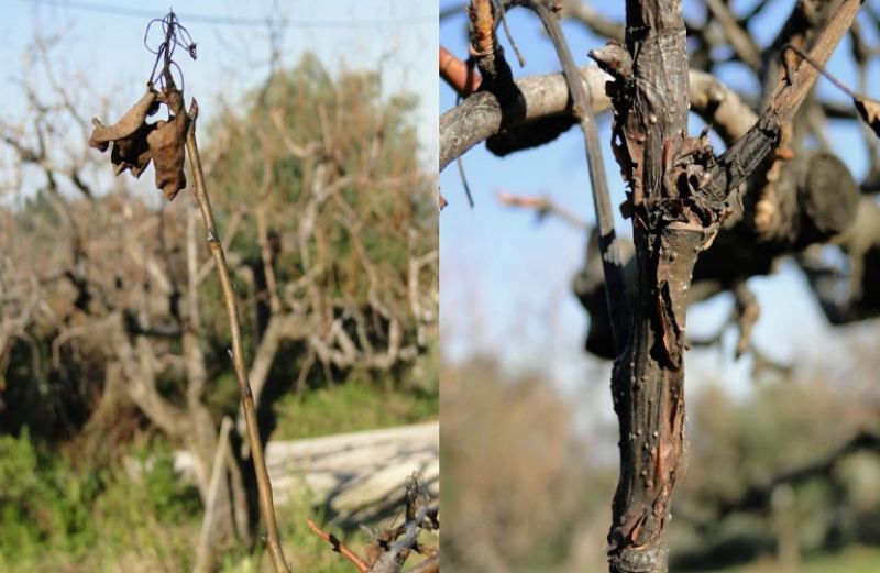 Χειμερινές επεμβάσεις σε Μηλιά – Αχλαδιά
