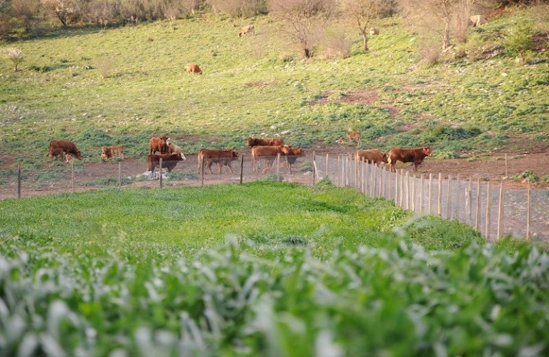 Παρέμβαση από ΝΕΑ ΠΑΣΕΓΕΣ για τα βοσκοτόπια