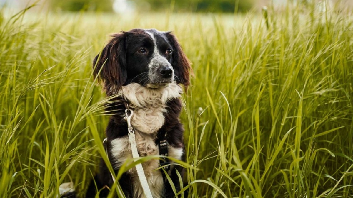 Τελικά πόσο χρονών είναι οι σκύλοι σε ανθρώπινα χρόνια; – Νέα έρευνα απαντά