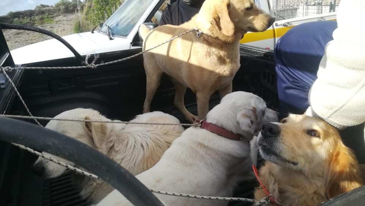 «Δεν υπάρχει χώρος φιλοξενίας για ζώα στον Αχελώο, δεν υπάρχουν ούτε οι ταΐστρες πια»