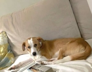 Χάθηκε σκυλάκι στο Αγρίνιο