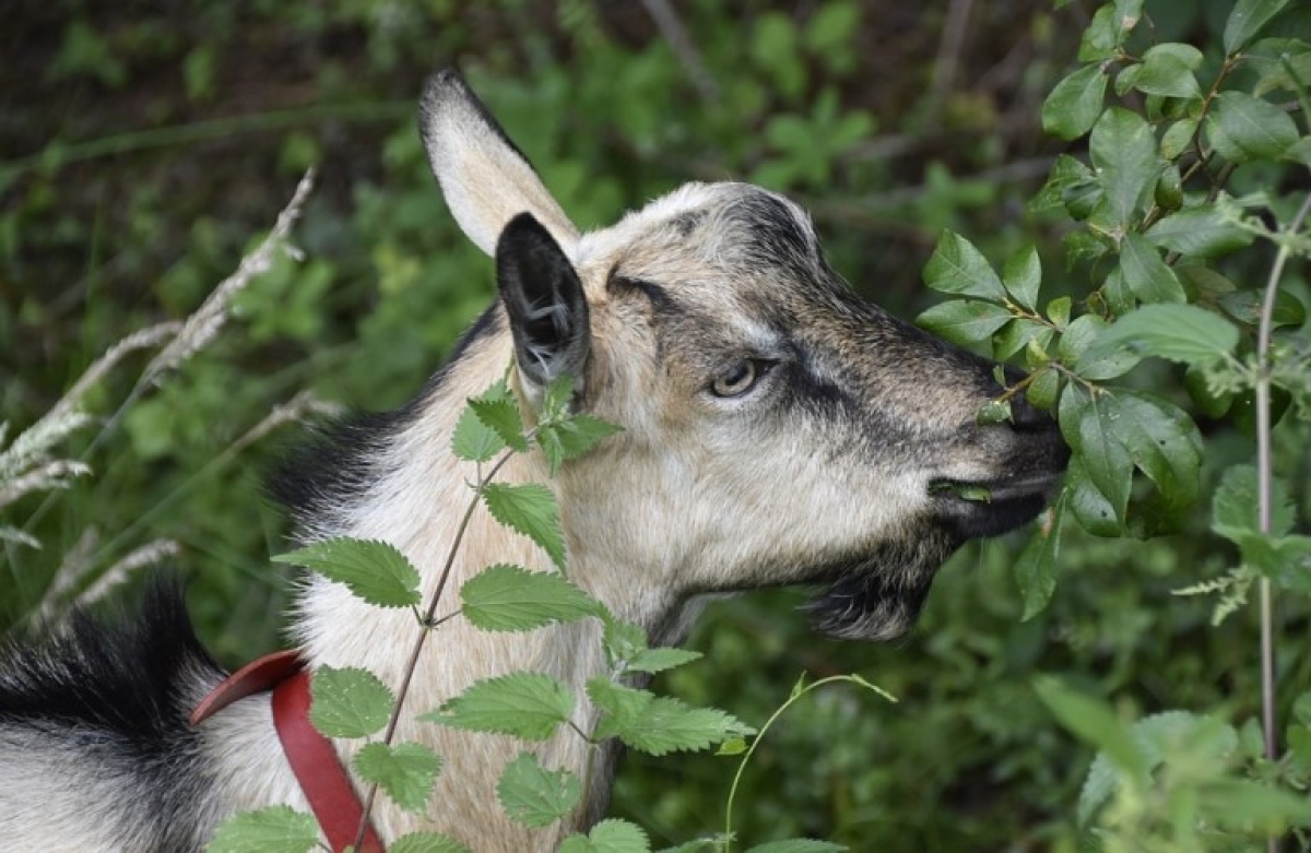 Υποβολή παραστατικών για τις Σπάνιες Φυλές