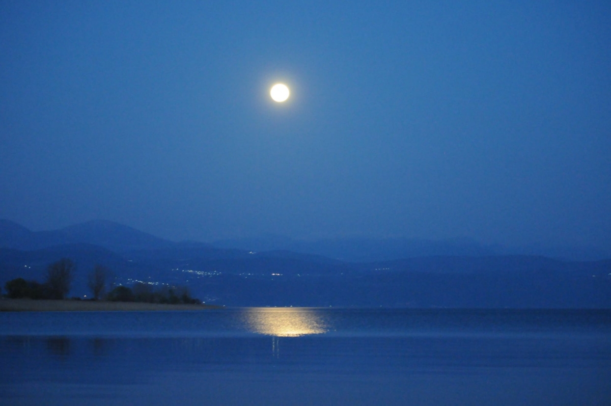 Trichonida under Moonlight