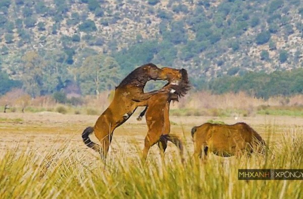 Εντυπωσιακές εικόνες από τα άγρια άλογα του Λούρου – Απόγονοι της σπάνιας φυλής της Πίνδου (www.mixanitouxronou.gr)