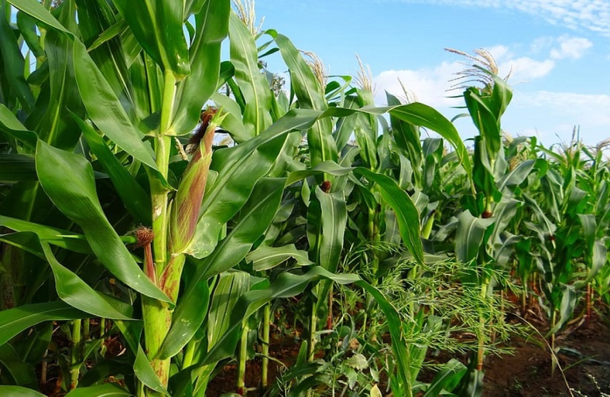 Διευκρινίσεις για ενισχύσεις κτηνοτροφικών φυτών