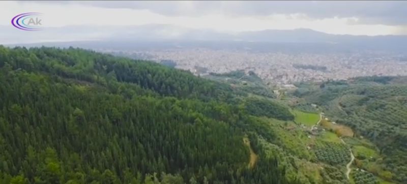 Το δασύλλιο του Αγίου Χριστοφόρου στο Αγρίνιο  (βίντεο)