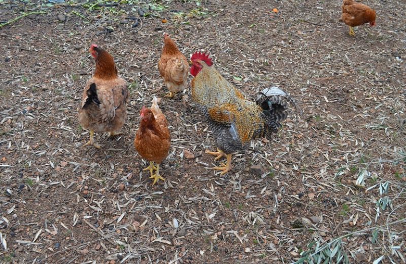 Εφαρµογή Προγράµµατος Επιζωοτιολογικής Διερεύνησης της Γρίπης των Πτηνών