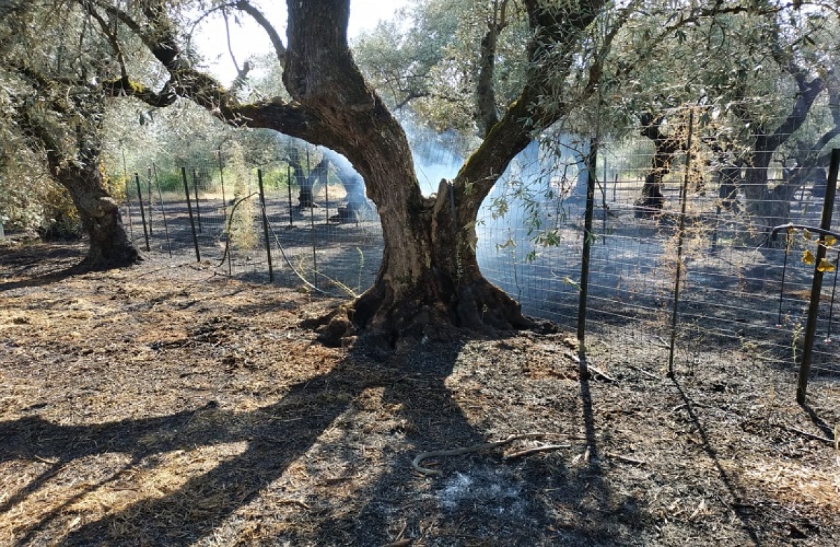 Προκαταβολή 13,4 εκατ. ευρώ για τις πυρόπληκτες δενδρώδεις καλλιέργειες