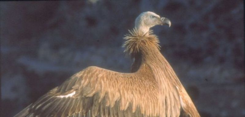 Οι γύπες, ο Αράκυνθος και τα Στενά της Κλεισούρας