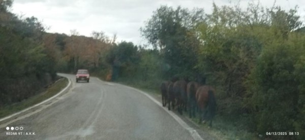 Οδηγοί προσοχή: Άγρια άλογα κινούνται μεταξύ Καστρακίου-Μπαμπαλιού