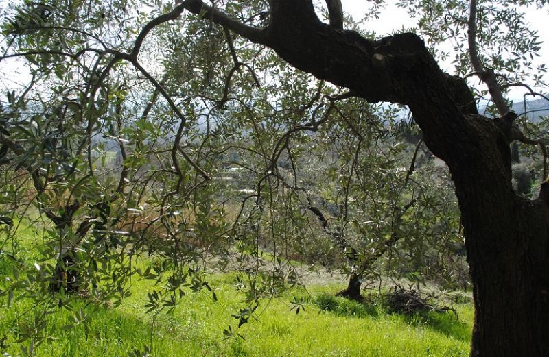 Δακοκτονία, διάθεση γάλακτος και ΕΛΓΑ στην ατζέντα