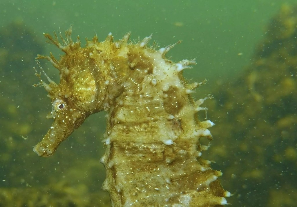Η λιμνοθάλασσα του Αιτωλικού χρήζει προστασίας για να διασωθεί το οικοσύστημα