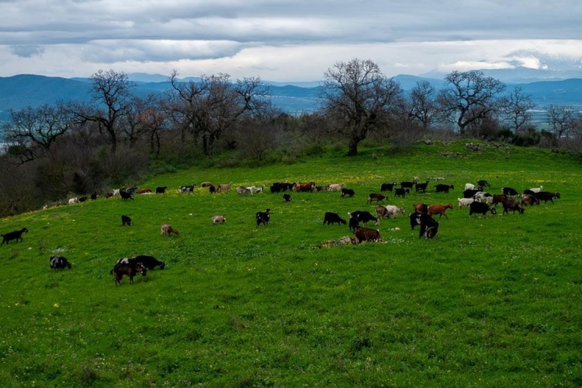 Ποιμενικά Δημοτικά Τραγούδια