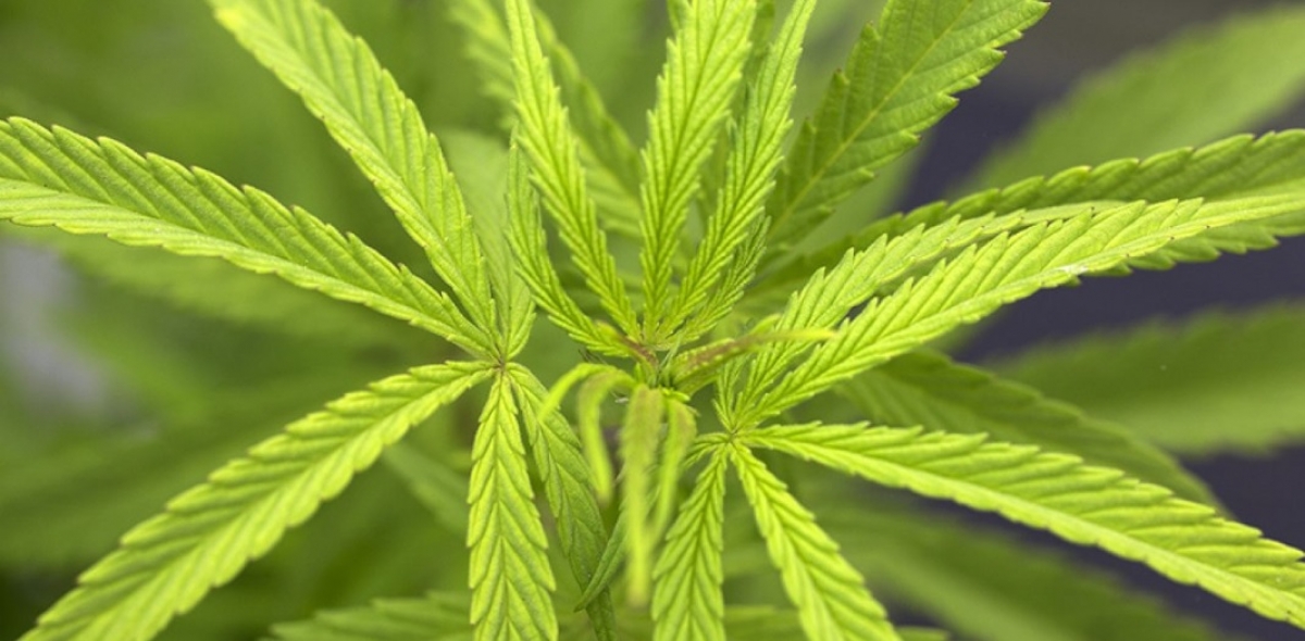 Λάδι κάνναβης CBD: Οφέλη &amp; τρόποι πρόσληψης