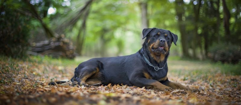 Δείτε πως μπορείτε να σώσετε ένα σκυλί που έφαγε φόλα