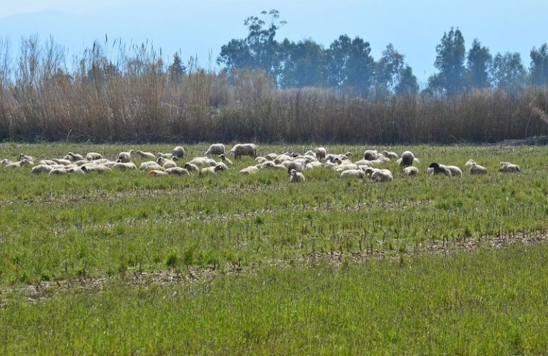 Απογραφή ζωικού πληθυσμού εκμεταλλεύσεων αιγοπροβάτων 2018