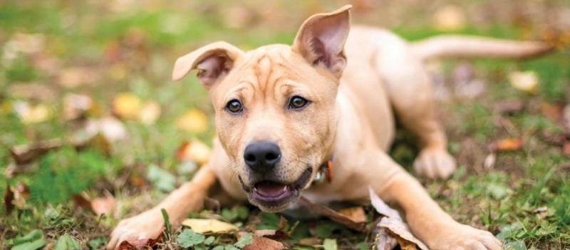 Κι όμως είναι αλήθεια: Ο σκύλος μπορεί να σας... ζηλεύει!