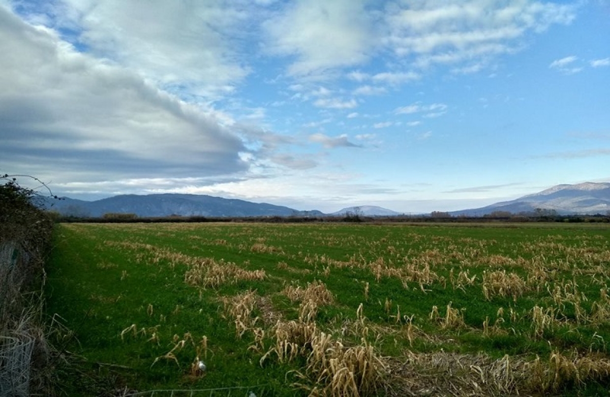 Δημοπρασία αγροτεμαχίου 76.521,88 τ.μ. στο κτήμα Λεσινίου