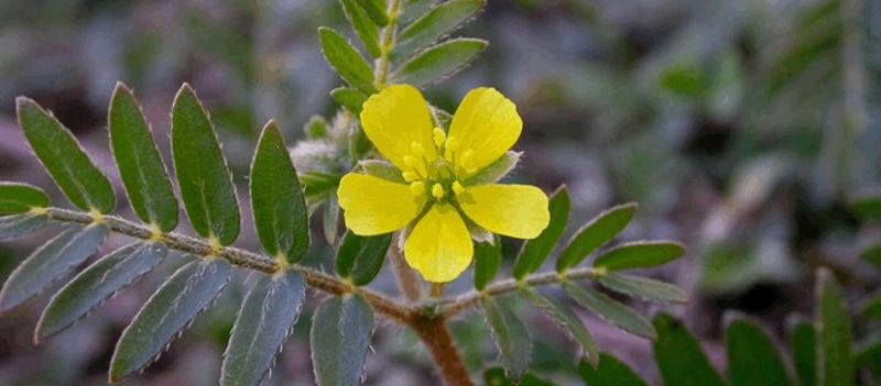 Αυτό είναι το βότανο της τεστοστερόνης που βοηθά και τον προστάτη