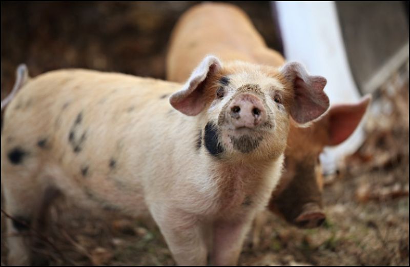 Με έγκριση από ΔΑΟΚ η πώληση χοίρων – Μέτρα βιοασφάλειας και στα οικόσιτα