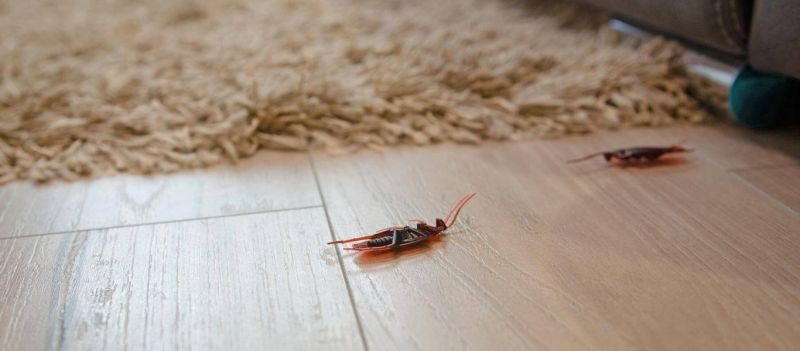 Κατσαρίδες: Πώς να απαλλαγείτε χρησιμοποιώντας... καφέ