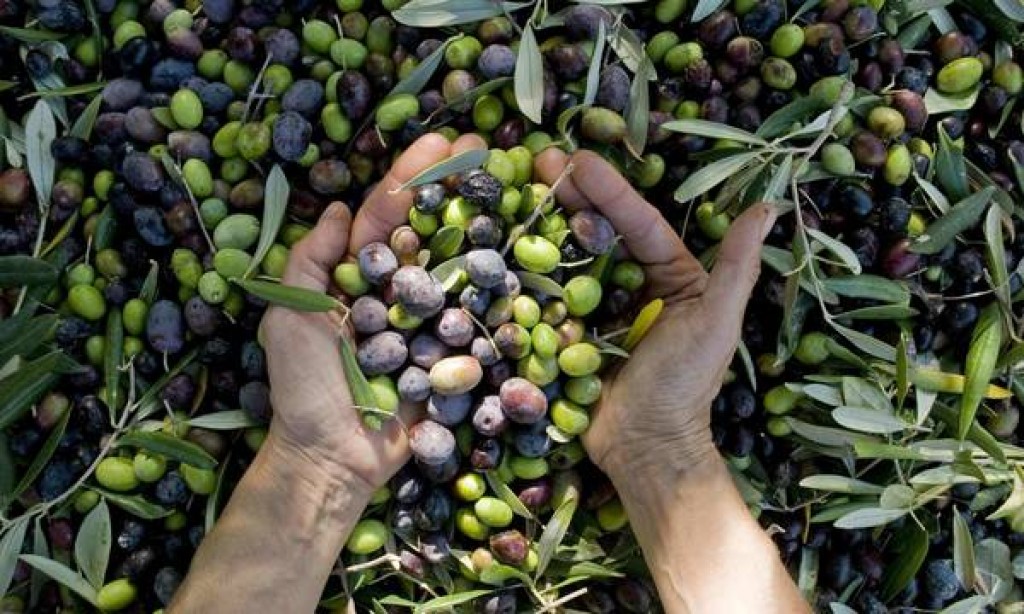 Στις συμπληγάδες της έλλειψης εργατών και προστίμων αδήλωτης εργασίας οι παραγωγοί σε θερμοκήπια και ελιές