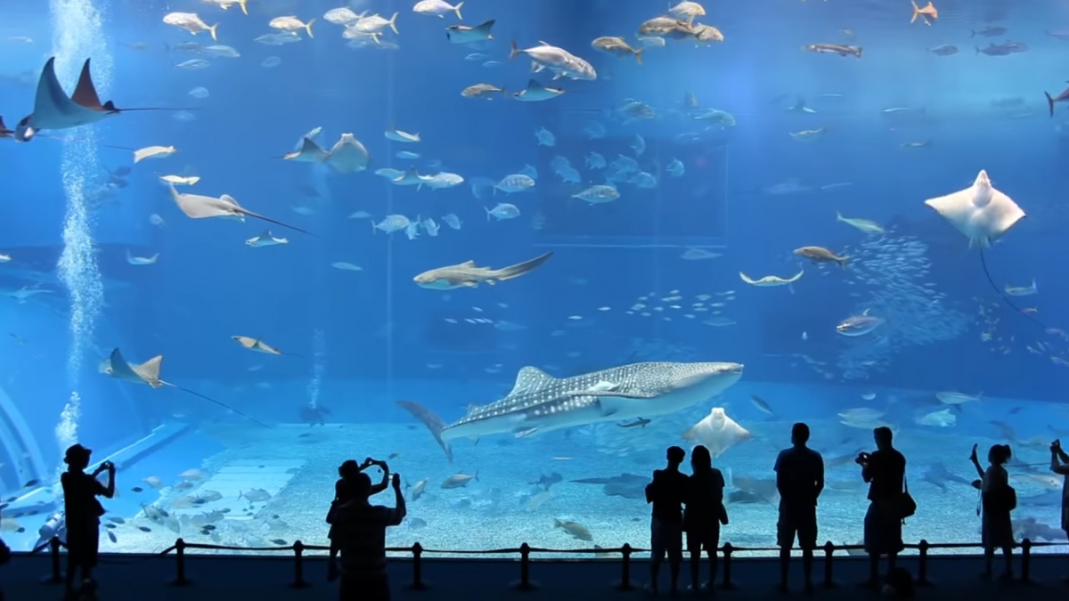 Βίντεο: «Μαγικές» εικόνες από το το δεύτερο μεγαλύτερο ενυδρείο στον κόσμο