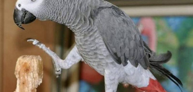 Κρήτη: Γνωρίστε τον 80χρονο παπαγάλο με αδυναμία στο τζατζίκι