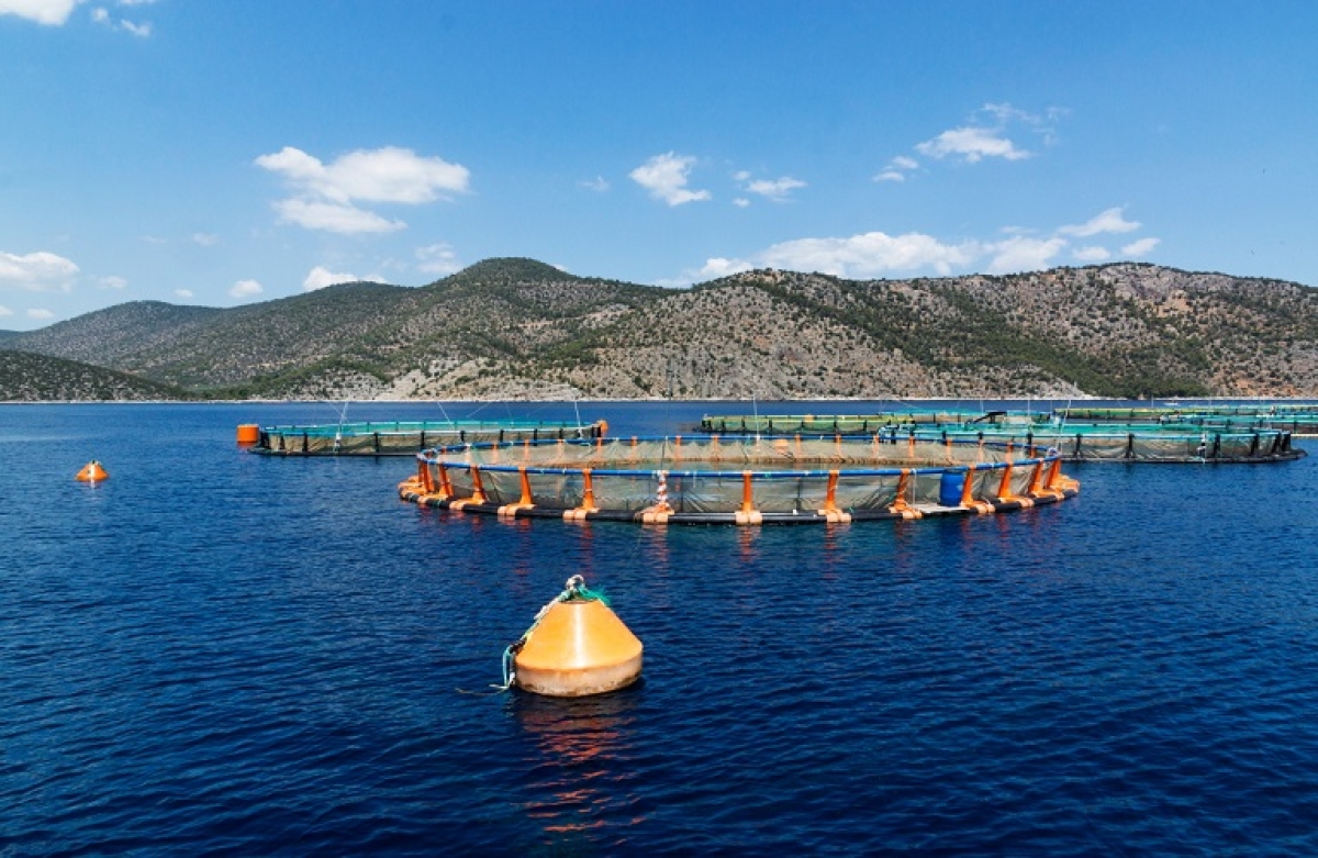 Υδατοκαλλιέργειες: ο κύκλος εργασιών θα ξεπεράσει το 1 δισ. ευρώ