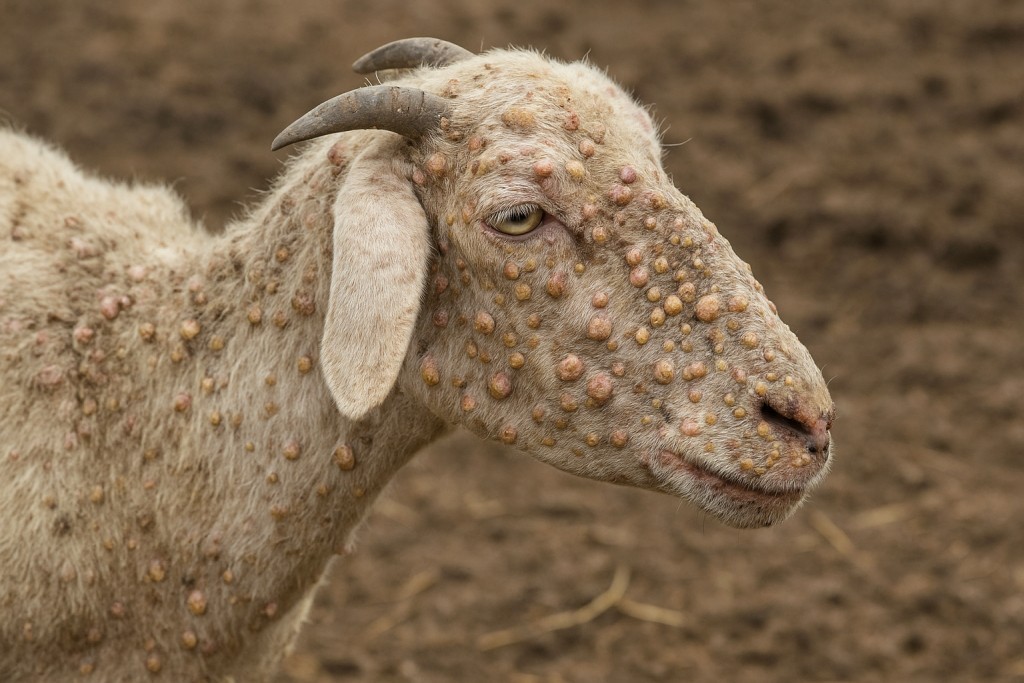 Κρούσμα ευλογιάς στην περιοχή της Ναυπάκτου