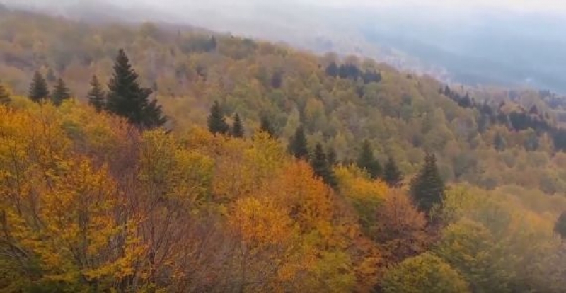 Το δάσος της Γραμμένης Οξυάς [video]