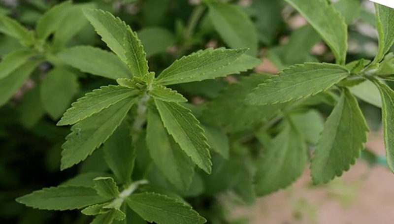 Θέλετε να σταματήσετε το κάπνισμα; Αυτό το βότανο διαλύει την επιθυμία για νικοτίνη