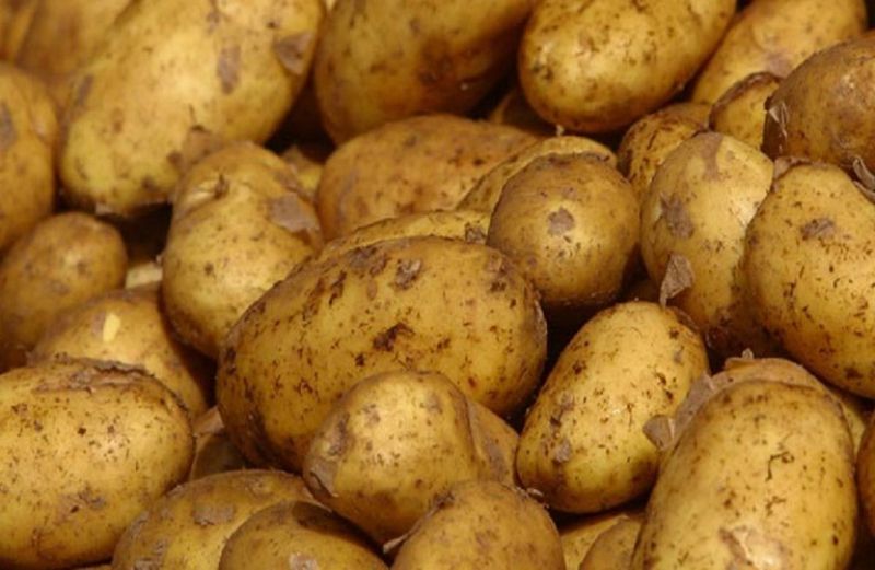 Πατάτα: προστασία από Περονόσπορο και Φθοριμαία