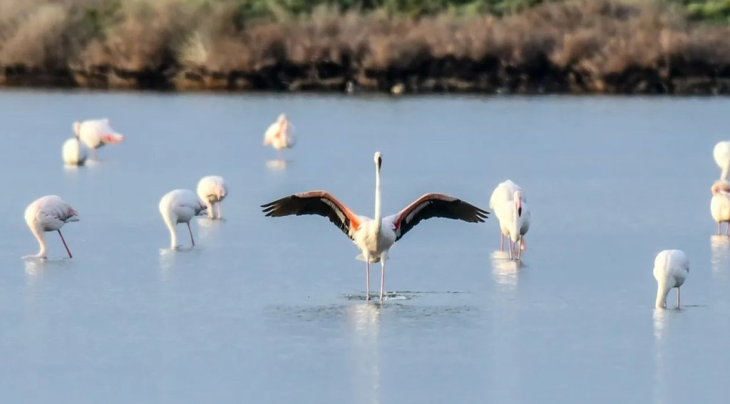 Αμβρακικός: Ένα καταφύγιο σπάνιας μεγαπανίδας και φυσικής ομορφιάς απειλείται