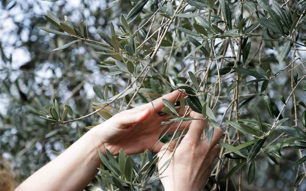 Το μάζεμα της ελιάς στο Ξηρόμερο