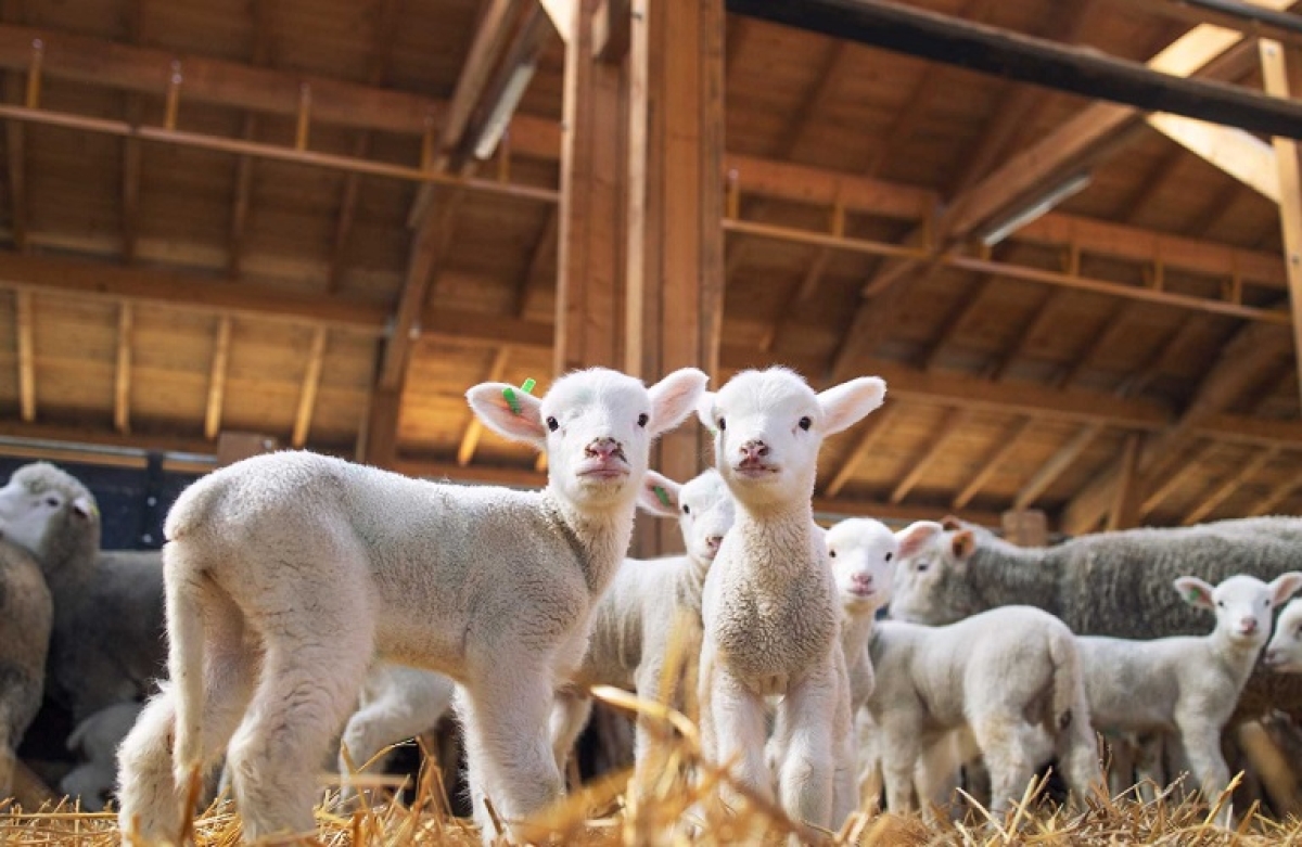 Λήγει η προθεσμία για τις κτηνοτροφικές εγκαταστάσεις