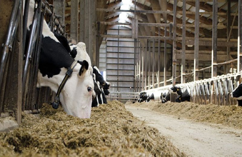 Εθνικό πρόγραμμα επιθεωρήσεων επιχειρήσεων ζωοτροφών 2020