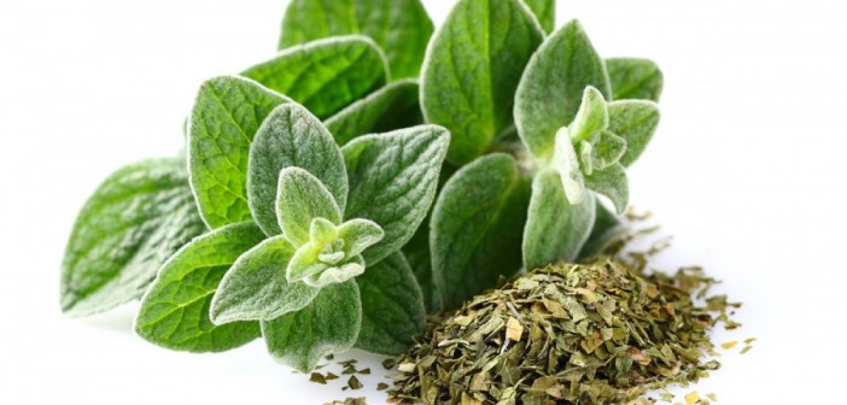 Το ελληνικό αρωματικό που είναι φυσικό αντιβιοτικό και ρίχνει τη χοληστερόλη