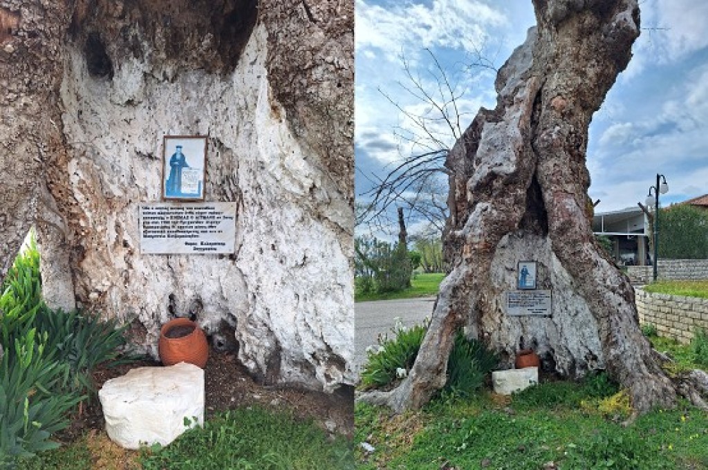 Δογρή: Ο Ιερός Πλάτανος του Αγίου Κοσμά του Αιτωλού - Ένα ζωντανό μνημείο ιστορίας