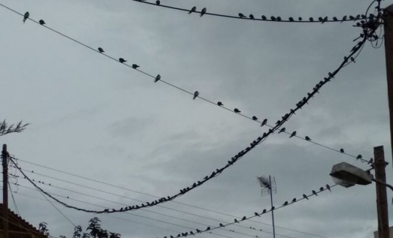 Αγρίνιο: Έτοιμα τα χελιδόνια για το μεγάλο ταξίδι… (φωτο)