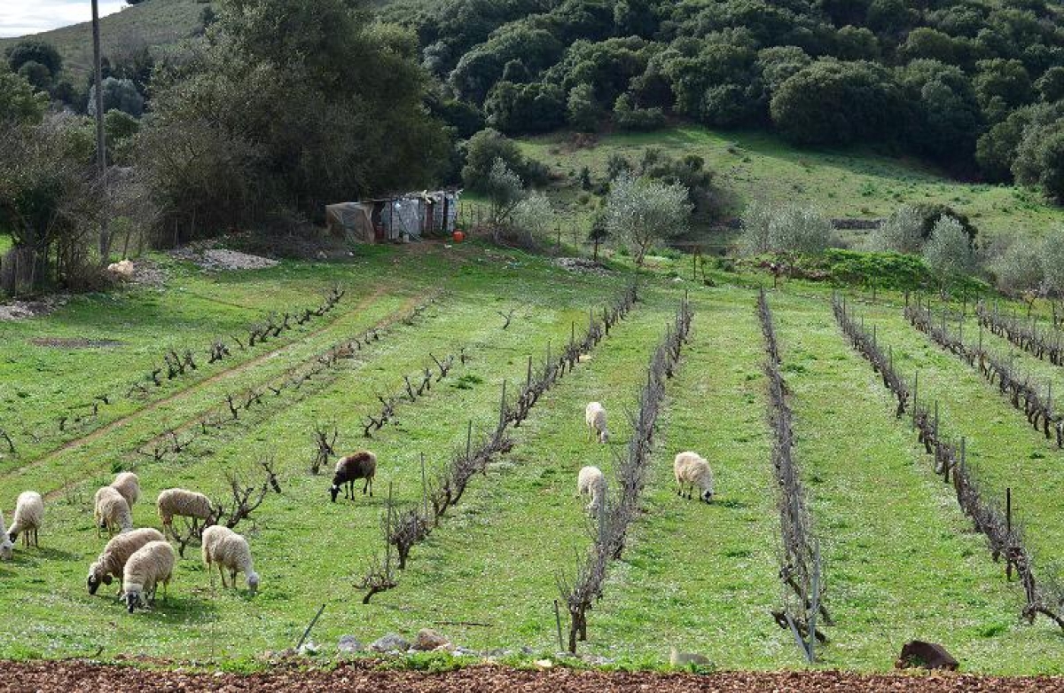 Μετά τις κινητοποιήσεις, αλλάζουν την ΚΑΠ